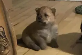 Chiot Chow Chow, Mercier