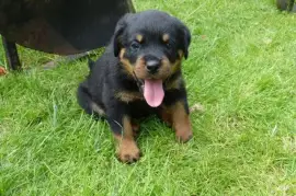 Adorable Chiot Rottweiler, GATINEAU
