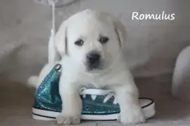Superbes Chiots Labrador , Trois Pistoles