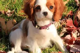 chiot femelle Cavalier King Charles , Montréal
