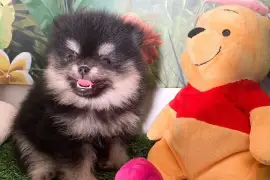 Adorable chiot Spitz nain Poméranien Femelle, Montréal