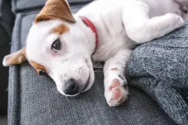 Courageuse chiot Jack Russell Terrier femelle , Montréal
