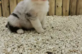 Chiots Bergers Australien Disponibles, GATINEAU