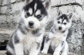 chiots husky siberien, St. Catharines