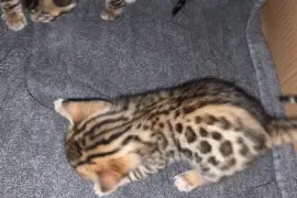 Jolie Chatons Bengale , Montreal