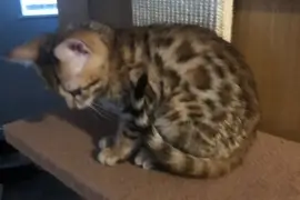 Jolie Chatons Bengale , Montreal