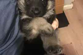 Beaux chiots Berger Allemand pour adoption , Trois-Rivières