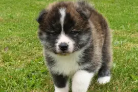 Bel Chiot Akita Inu mâle, Port Orchard