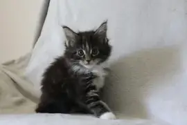 A donner Chaton Maine Coon Femelle, Port Orchard