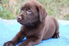 Don Chiot Labrador RETRIEVER Femelle, Port Orchard