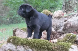 A Donner Chiot type carlin femelle, Longueuil