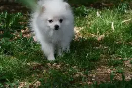 spitz allemand 3 mois à donner, Sherbrooke 