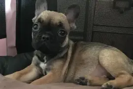 Mignone Chiot Bouledogue Français femelle., Saguenay-Lac-Saint-Jean