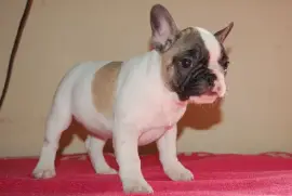 Chiot Bouledogue Français Femelle Non Lof, San Francisco
