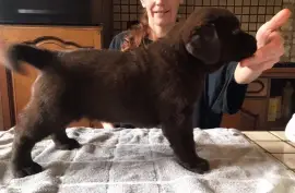 Chiot Labrador Retriever femelle, San Francisco