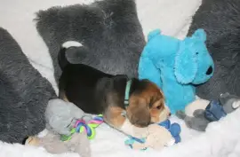 Chiot Beagle mâle, San Francisco