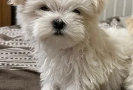 Chiots Bichon Maltais, Laval