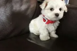 Chiots Bichon Maltais, Laval