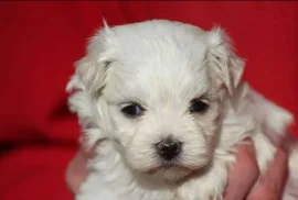 Chiots Bichon Maltais, Laval