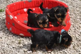Chiot Yorkshire, Baie-Saint-Paul