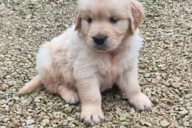 chiots golden Retriever, Québec