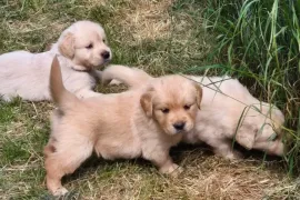 chiots golden Retriever, Québec