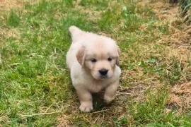 chiots golden Retriever, Québec