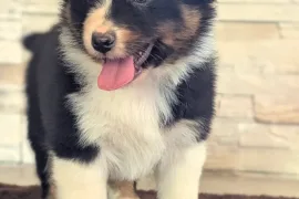 Donne magnifique chiot berger australien femelle , Montréal
