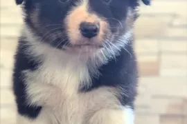 Donne magnifique chiot berger australien femelle , Montréal