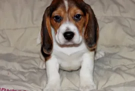 A Donner Chiot Magnifique Beagle Femelle, Montréal