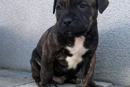 Donne chiot American staffordshire Mâle, Montréal