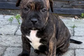 Donne chiot American staffordshire Mâle, Montréal