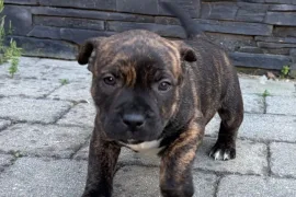 Donne chiot American staffordshire Mâle, Montréal