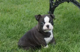 Don adorable chiot boston terrier femelle , Montréal
