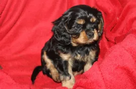 A Donner Superbe Chiot Cavalier King Charles Femel, Montréal