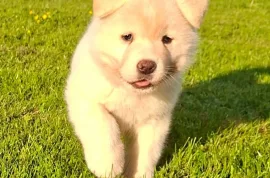 Don Chiot Akita americain Femelle, Montréal