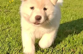 Don Chiot Akita americain Femelle, Montréal