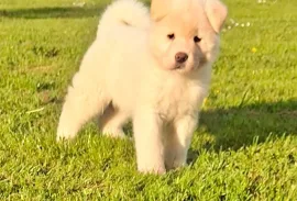 Don Chiot Akita americain Femelle, Montréal
