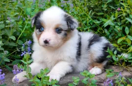 Don chiot jolie femelle berger australien , Montréal
