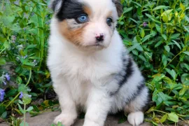 Don chiot jolie femelle berger australien , Montréal