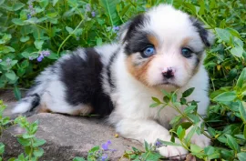 Don chiot jolie femelle berger australien , Montréal