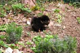 A donner très jolie spitz allemand femelle , Montréal 