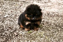 A donner très jolie spitz allemand femelle , Montréal 