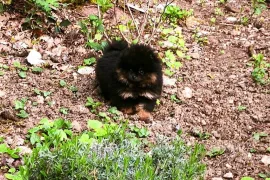 A donner très jolie spitz allemand femelle , Montréal 