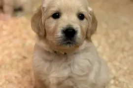 Adoption Chiot Golden retriever, Gatineau