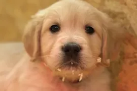 Adoption Chiot Golden retriever, Gatineau