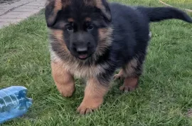 Chiot berger allemand Femelle , Montréal