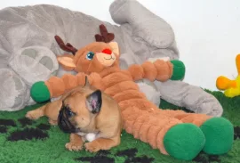 Très joli chiot bouledogue français Don, Montréal