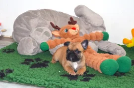Très joli chiot bouledogue français Don, Montréal