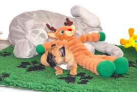 Très joli chiot bouledogue français Don, Montréal